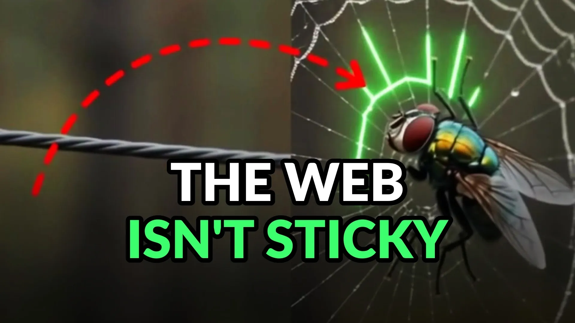 A blowfly hanging in an orb web, the dry radial spokes traced in green over the spiral. Burned-in caption: The web isn't sticky.