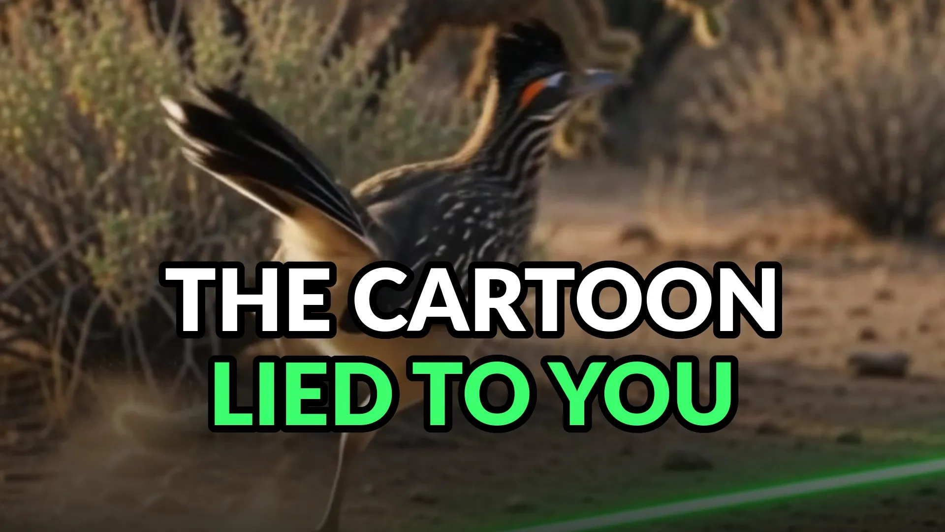 A roadrunner at full stride through desert scrub, tail streaming flat behind it. Burned-in caption: The cartoon lied to you.