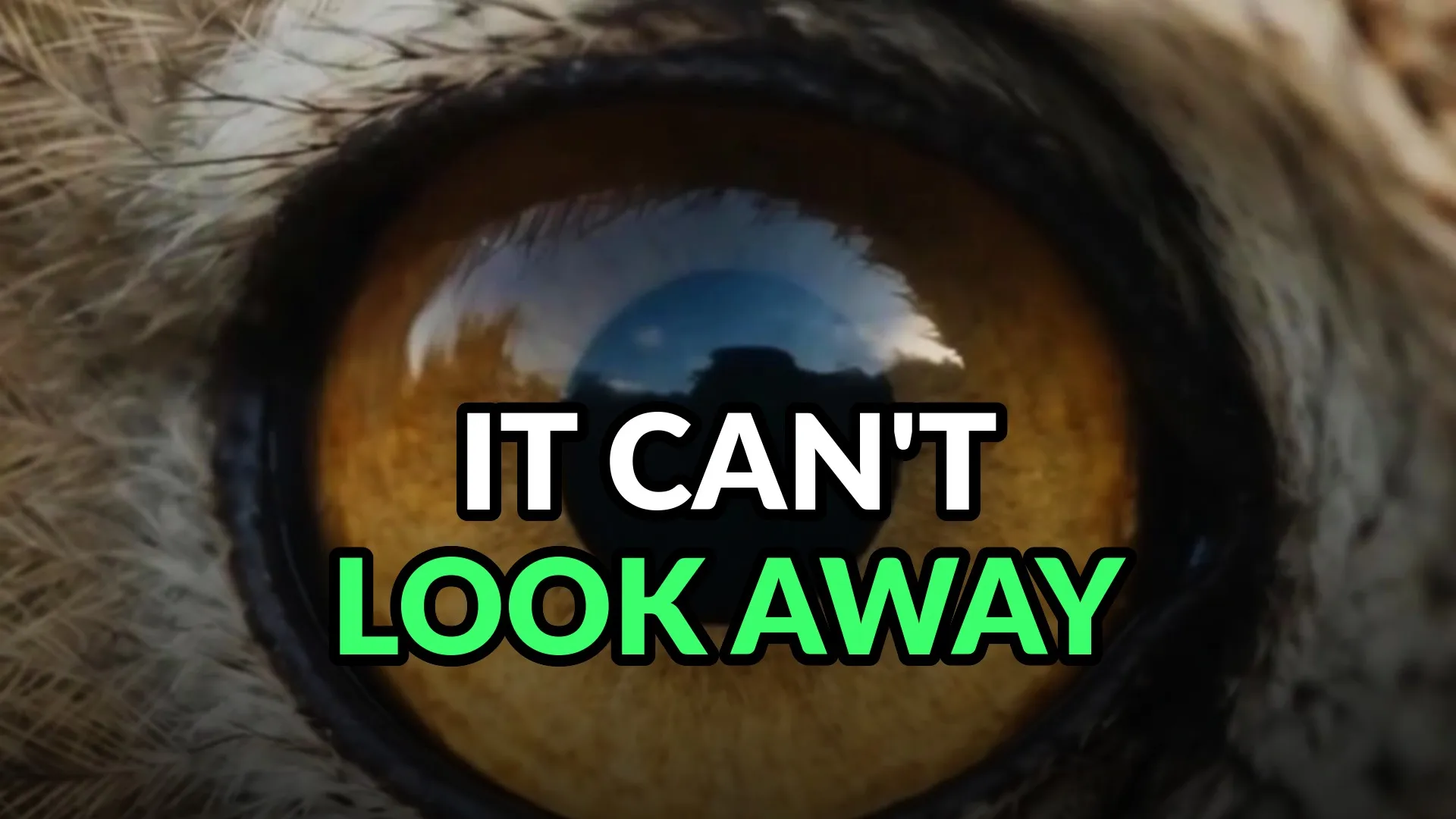 An owl eye filling the frame, amber iris around a black pupil with the sky reflected in it. Burned-in caption: It can't look away.