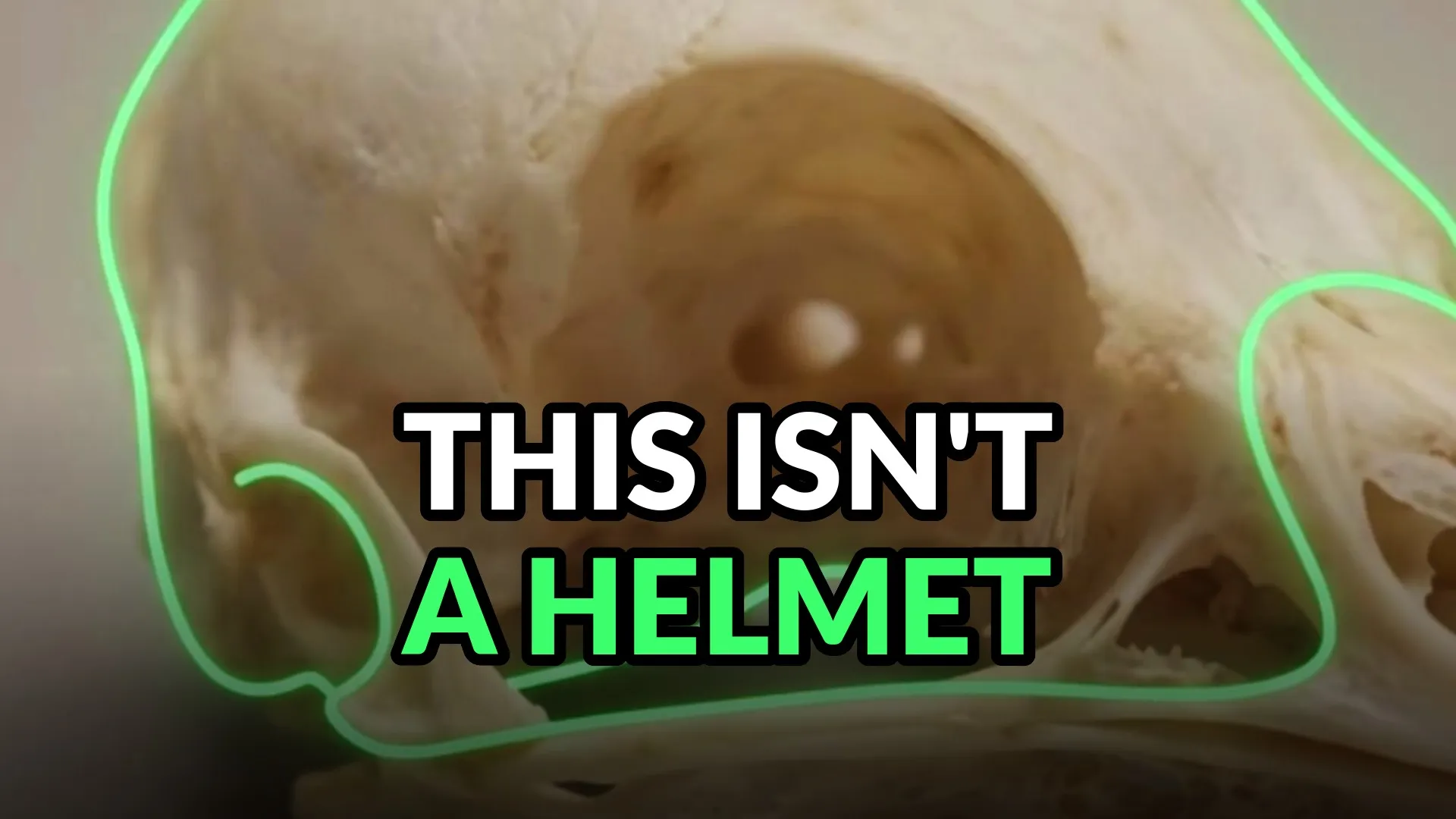 A woodpecker skull in profile on a grey ground, the bone outlined in green from beak to braincase. Burned-in caption: This isn't a helmet.