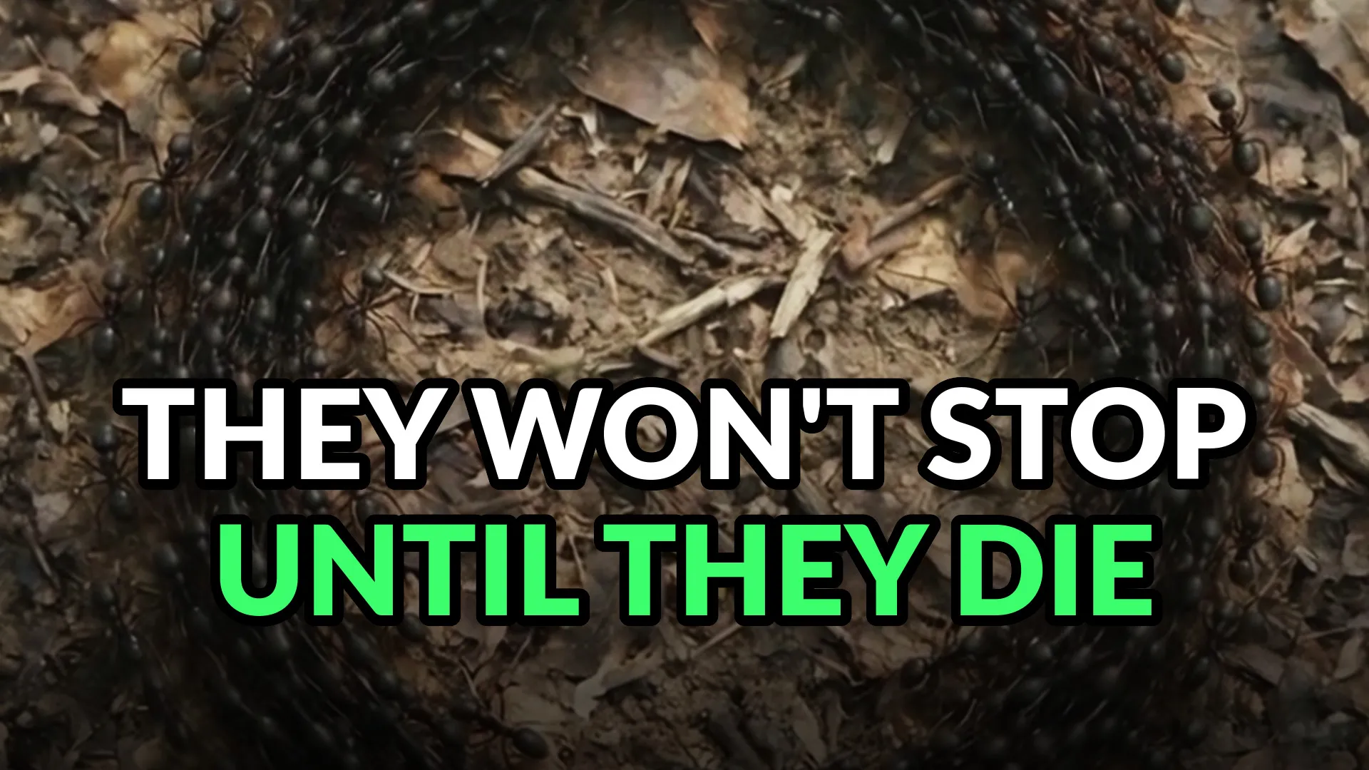 An overhead ring of army ants marching nose to tail on forest litter, the circle closed with no ant leaving it. Burned-in caption: They won't stop until they die.