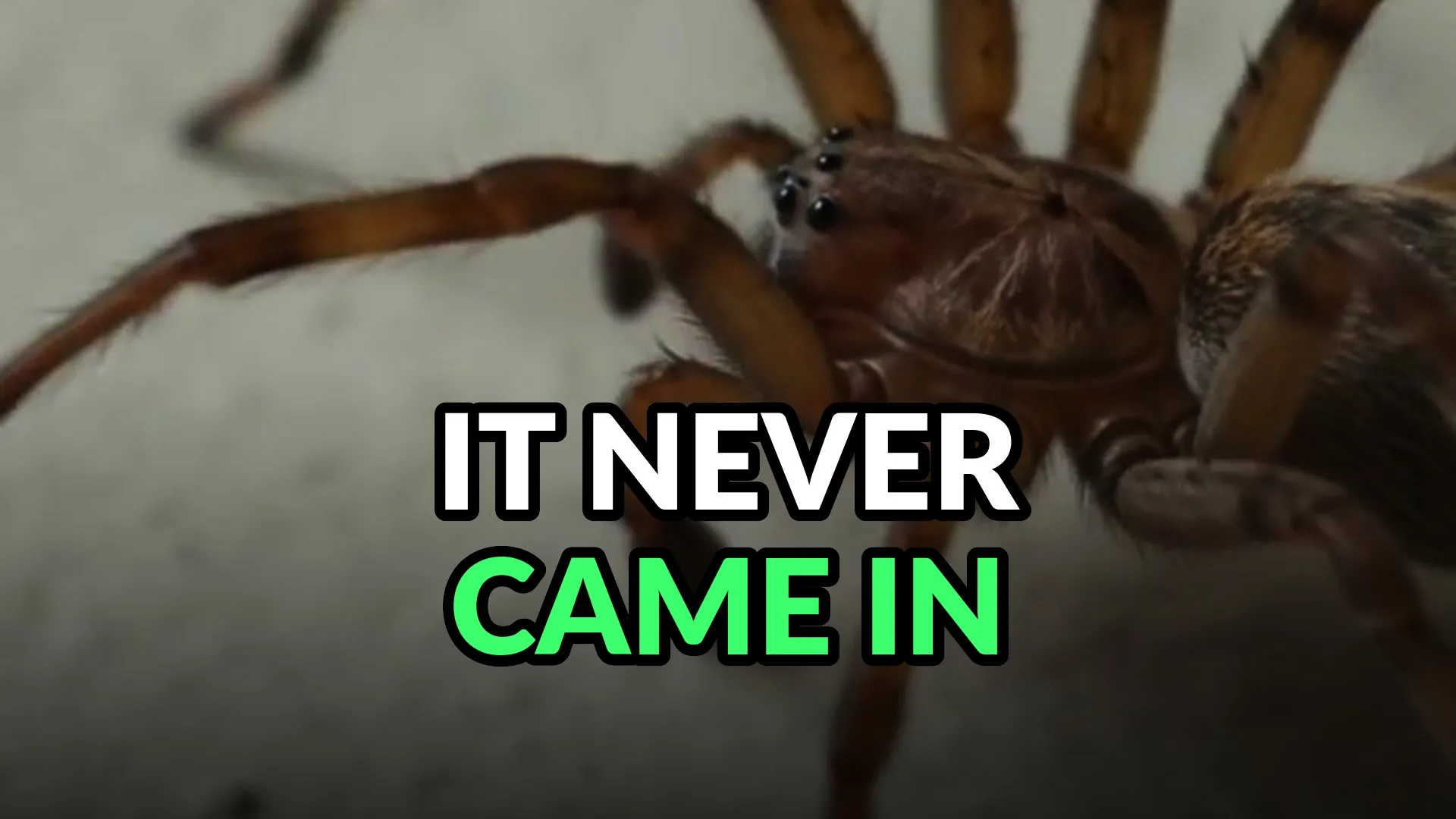 A house spider on a pale wall in close macro, front legs raised and the row of eyes sharp. Burned-in caption: It never came in.