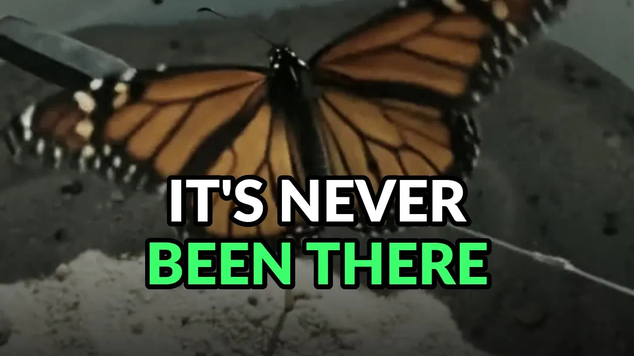 A monarch butterfly on grey rock with wings open, one antenna painted black and the other clear. Burned-in caption: It's never been there.