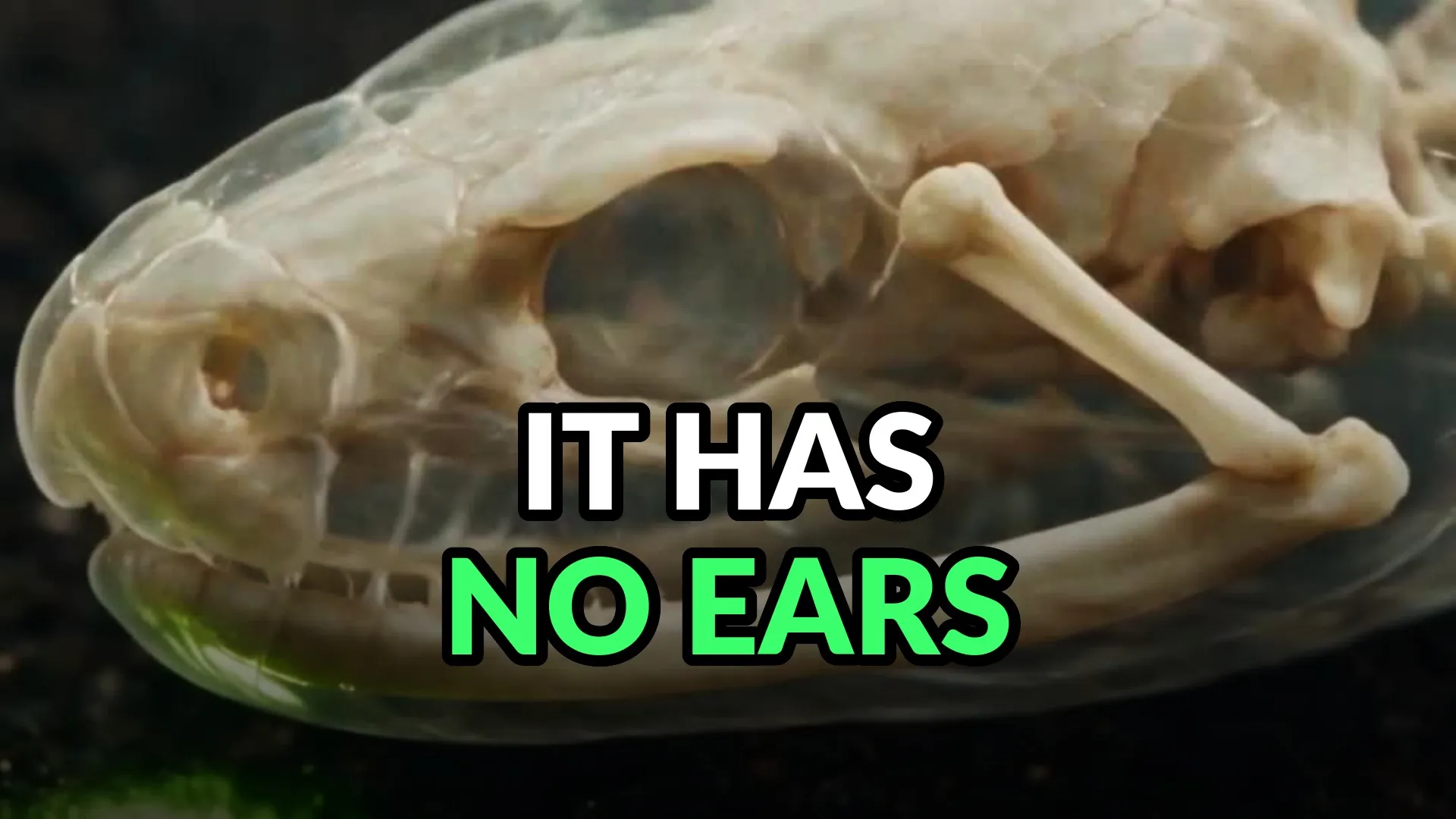 A translucent cutaway of a snake's skull in profile, the loose jawbone lit and no ear opening anywhere on it. Burned-in caption: It has no ears.