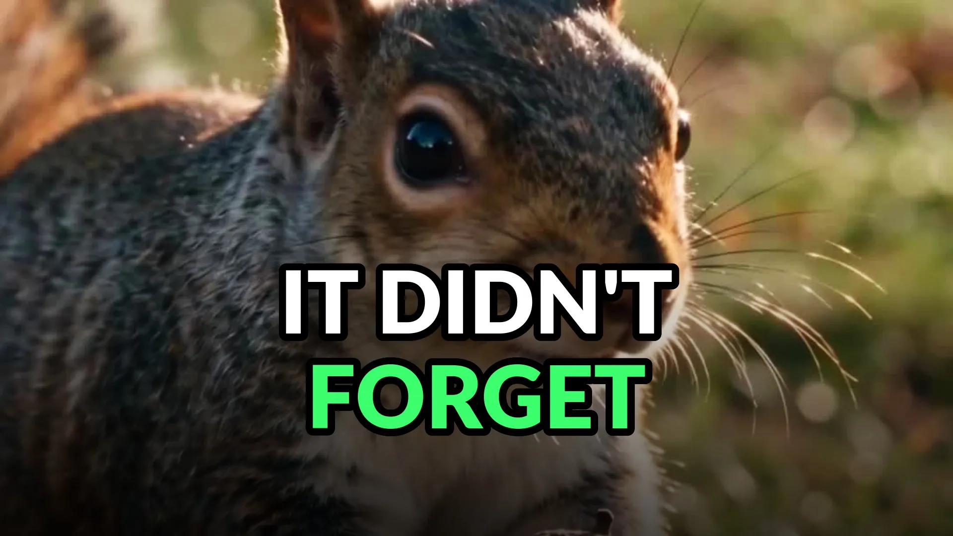 A grey squirrel in close profile on grass, cheek full and one eye on the camera. Burned-in caption: It didn't forget.