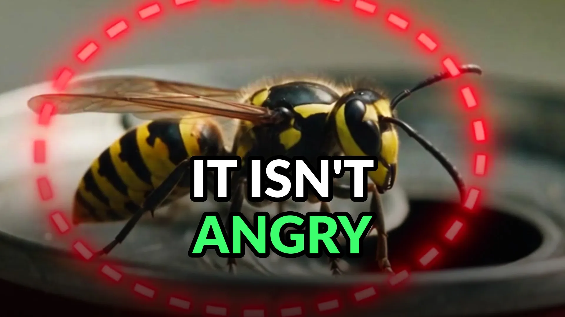 A wasp on the rim of a drink can, ringed by a dashed red annotation. Burned-in caption: It isn't angry.