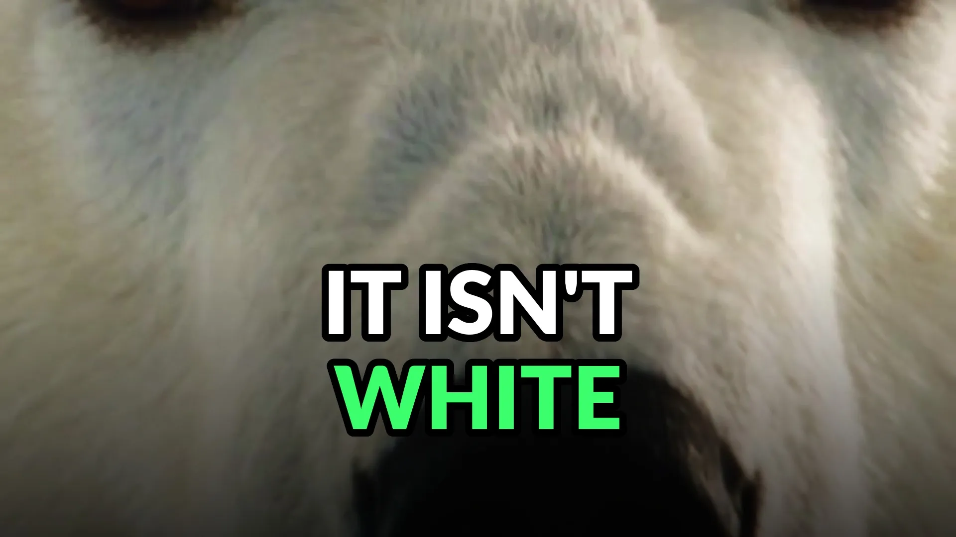 Extreme close-up of a polar bear's muzzle, black nose against the pale coat. Burned-in caption: It isn't white.