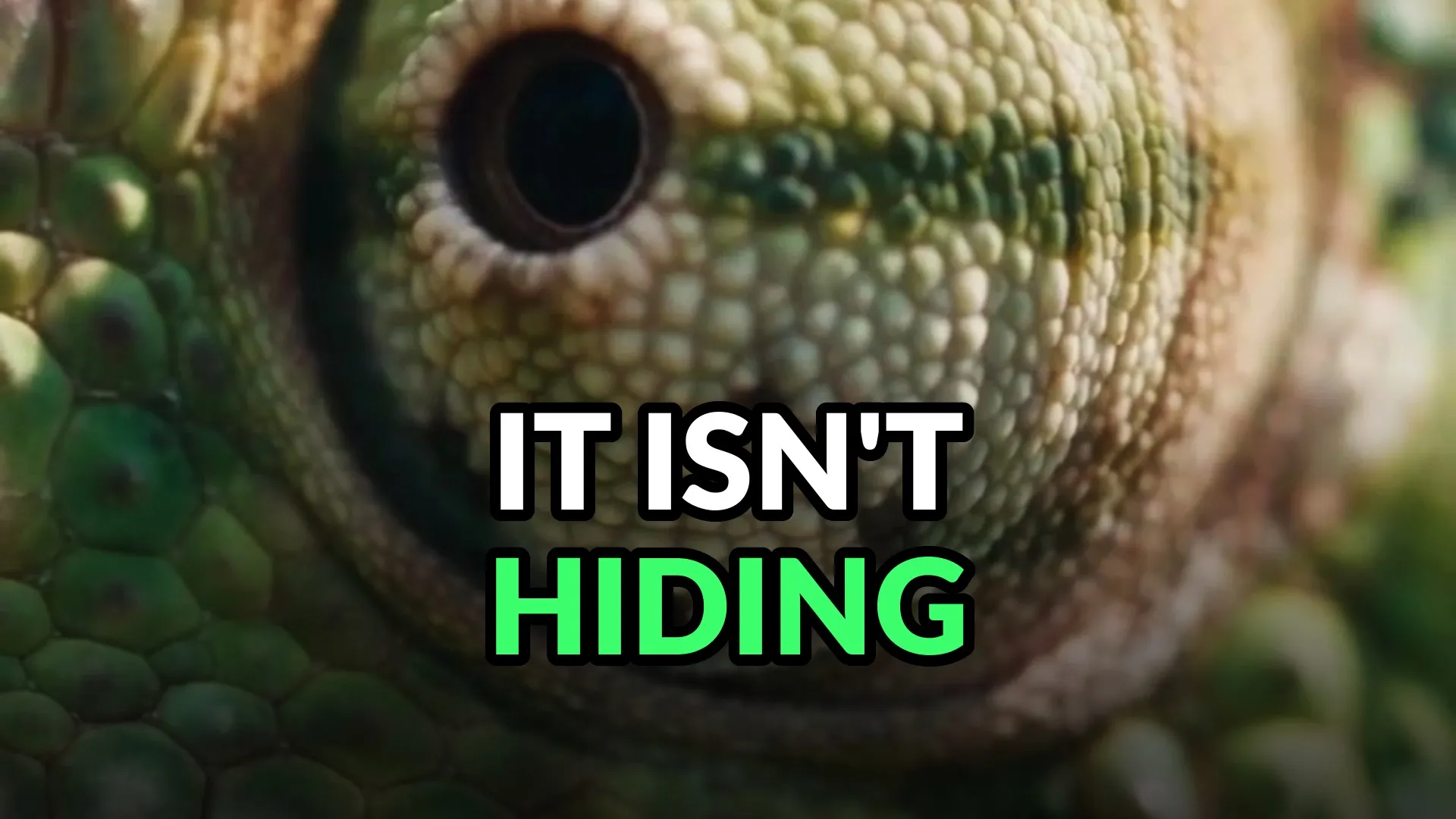 Macro of a green chameleon's turret eye, the scaled skin around it in leaf green. Burned-in caption: It isn't hiding.