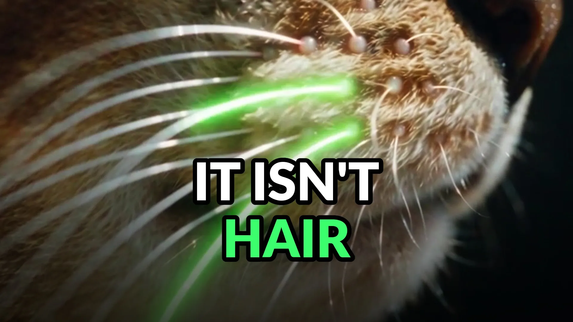 A cat's muzzle in profile with the whiskers swept forward, two of them drawn in green. Burned-in caption: It isn't hair.