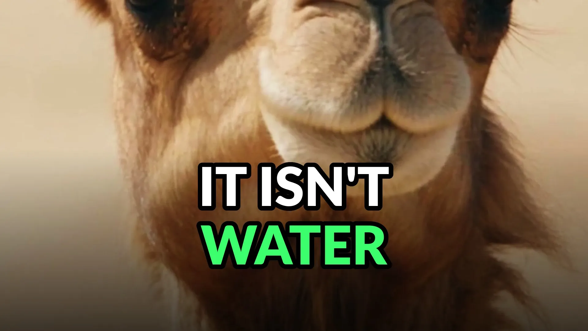 A camel's face head-on mid-chew, split lip and nostrils centred against pale sand. Burned-in caption: It isn't water.