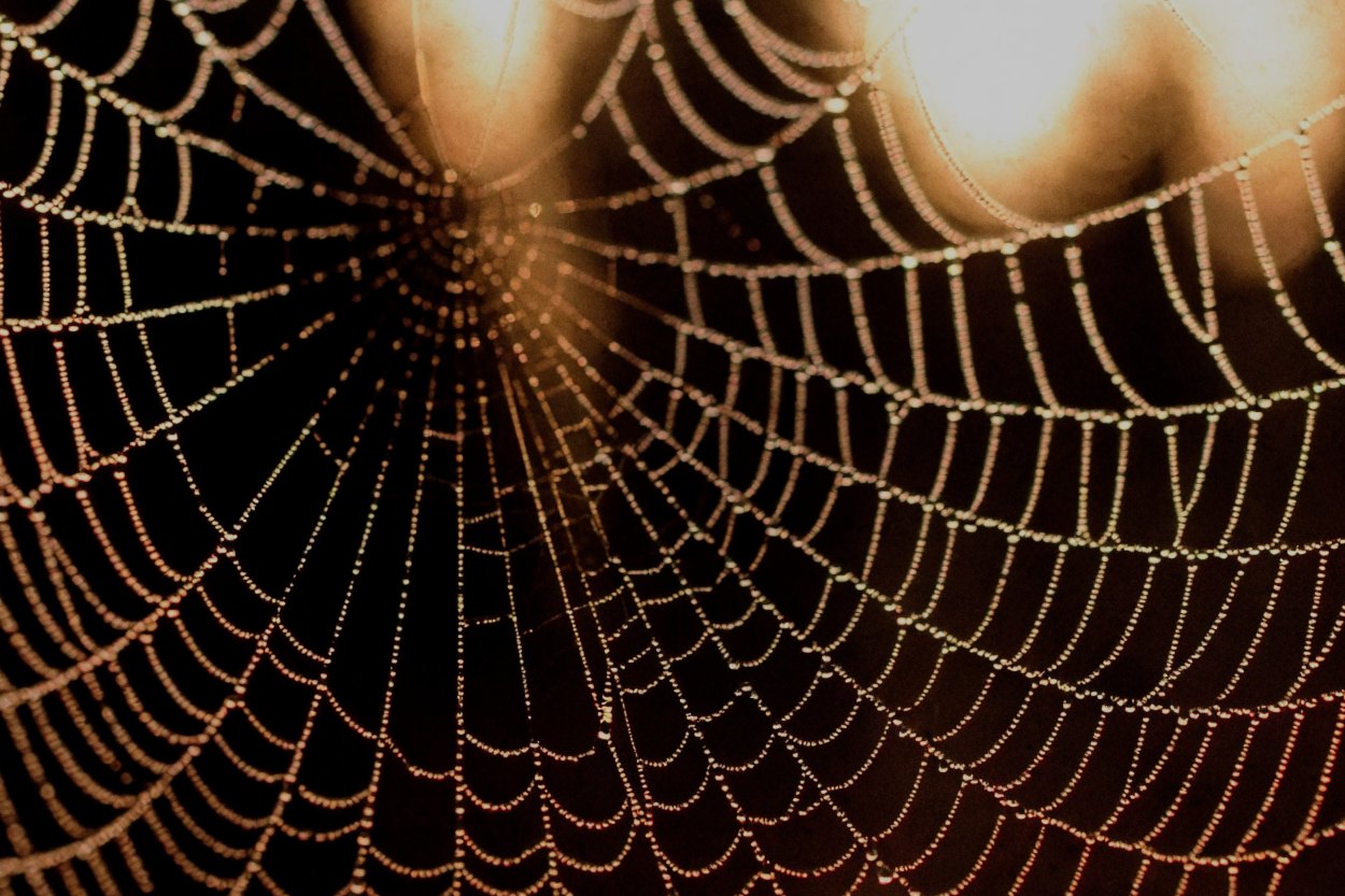 A large orb web at dawn, each radius and each turn of the spiral standing in beads of dew, backlit against blurred forest.